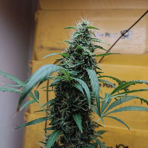 Anna growlog timeline photo