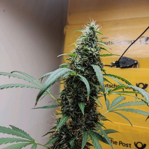 Anna growlog timeline photo