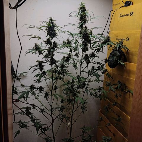 Anna growlog timeline photo