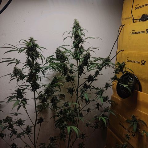 Anna growlog timeline photo