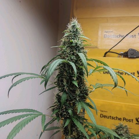 Anna growlog timeline photo