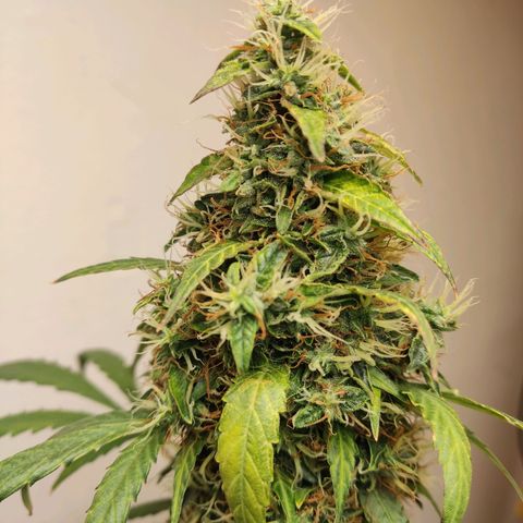 Anna growlog timeline photo