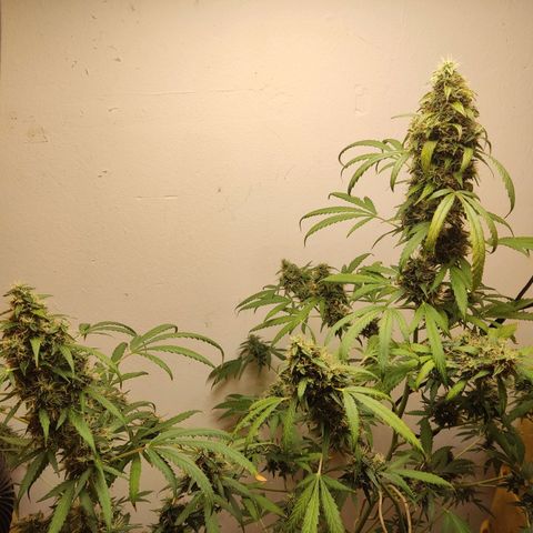 Anna growlog timeline photo