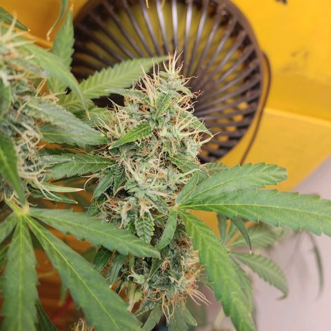 Anna growlog timeline photo