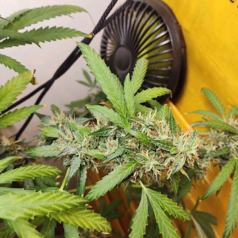 Anna growlog timeline photo