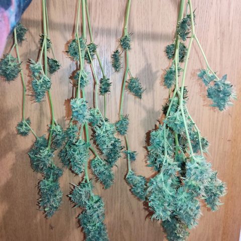 Anna growlog timeline photo