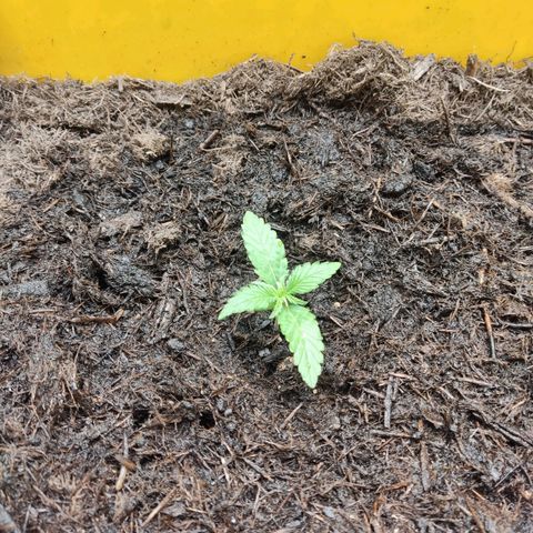 Taisonas growlog timeline photo