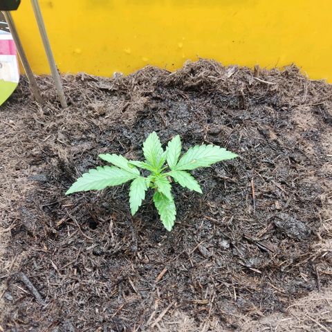Taisonas growlog timeline photo