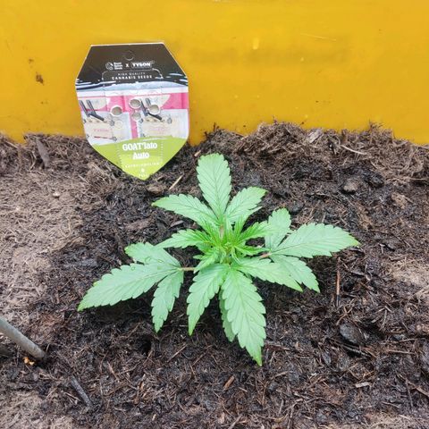 Taisonas growlog timeline photo