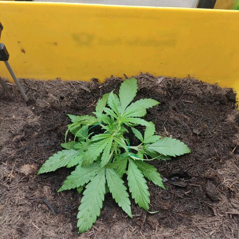 Taisonas growlog timeline photo