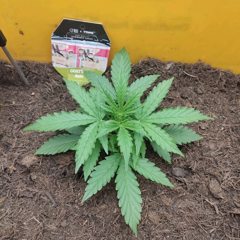 Taisonas growlog timeline photo