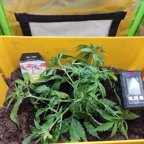 Taisonas growlog timeline photo