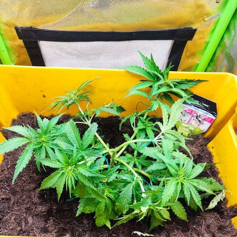 Taisonas growlog timeline photo