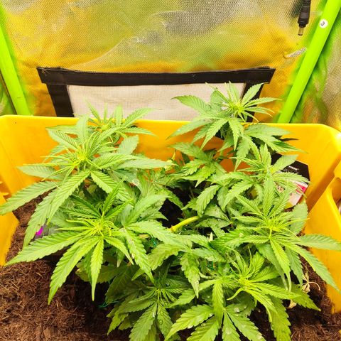 Taisonas growlog timeline photo