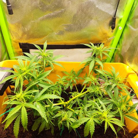 Taisonas growlog timeline photo