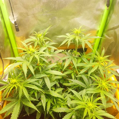 Taisonas growlog timeline photo
