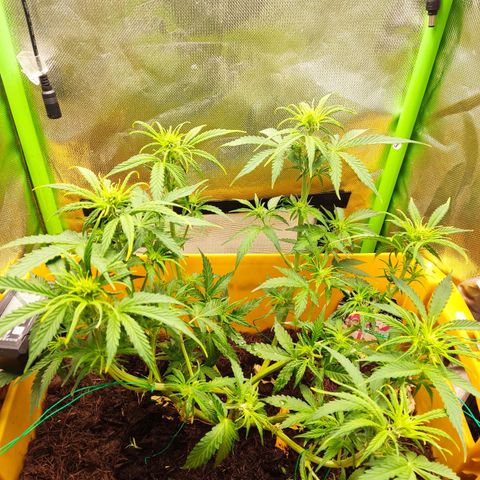 Taisonas growlog timeline photo