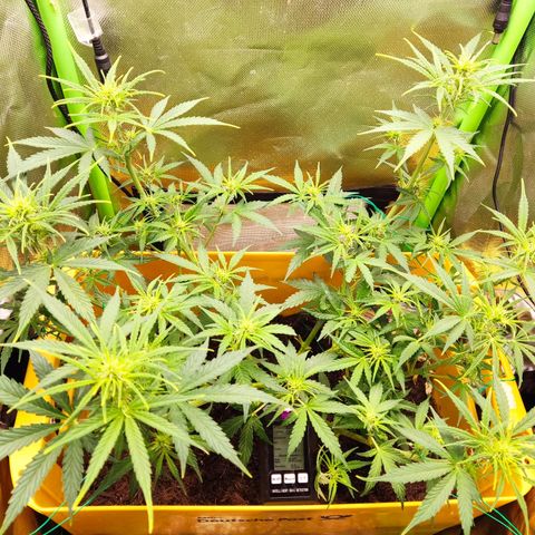 Taisonas growlog timeline photo