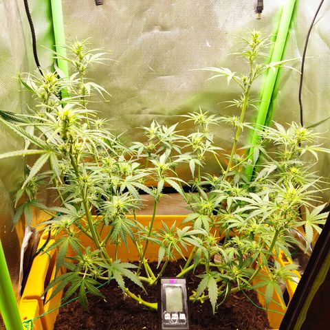 Taisonas growlog timeline photo