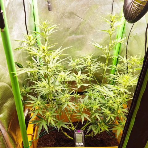 Taisonas growlog timeline photo