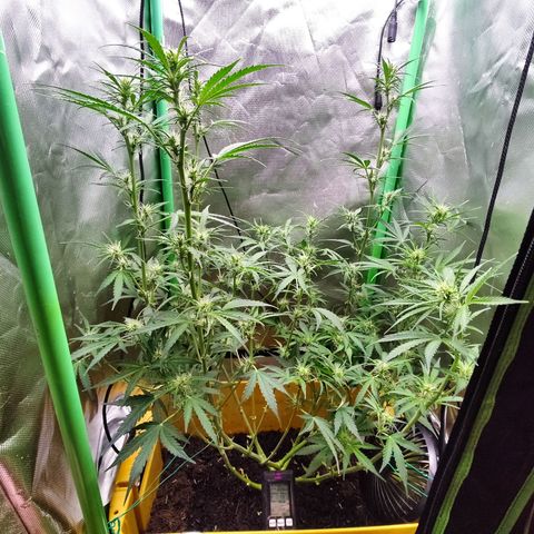 Taisonas growlog timeline photo