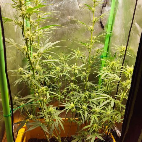 Taisonas growlog timeline photo