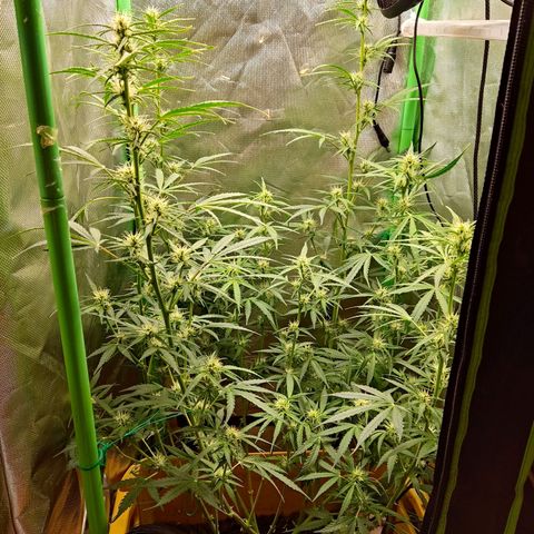 Taisonas growlog timeline photo