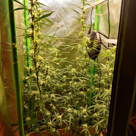 Taisonas growlog timeline photo