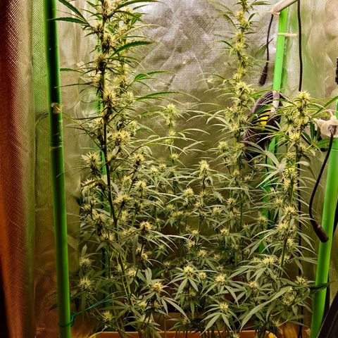 Taisonas growlog timeline photo