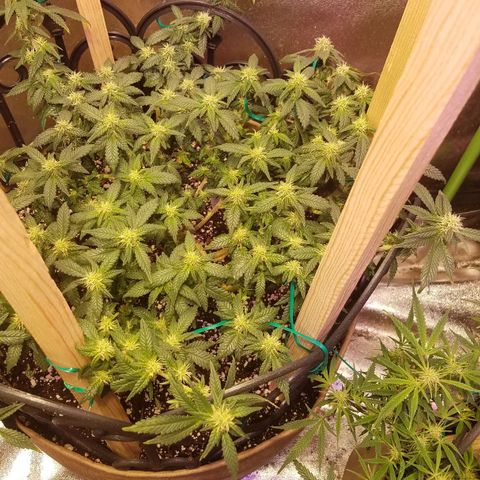 Aja growlog timeline photo