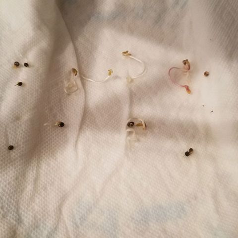 Aja growlog timeline photo