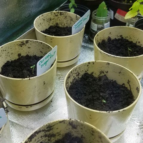 Aja growlog timeline photo