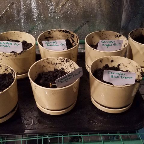 Aja growlog timeline photo