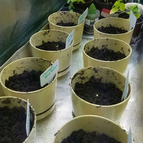 Aja growlog timeline photo