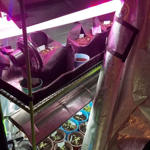 Aja growlog timeline photo