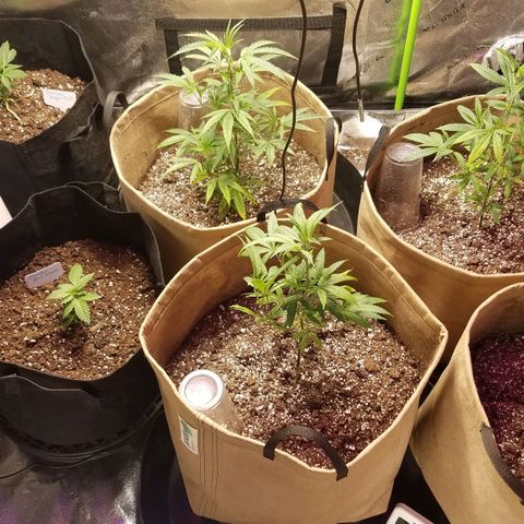 Aja growlog timeline photo