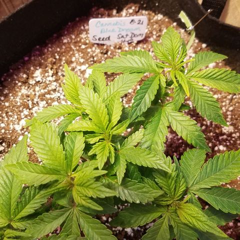 Aja growlog timeline photo