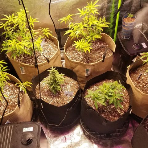 Aja growlog timeline photo