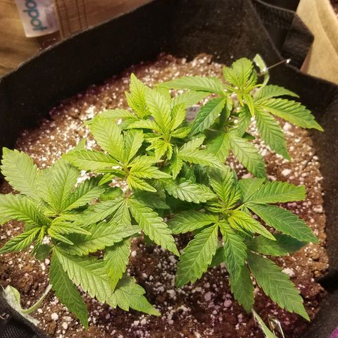 Aja growlog timeline photo