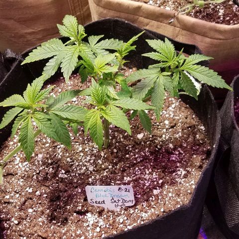 Aja growlog timeline photo