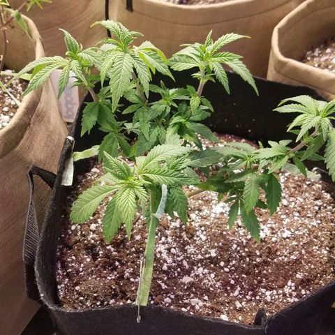 Aja growlog timeline photo