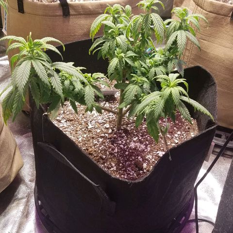 Aja growlog timeline photo