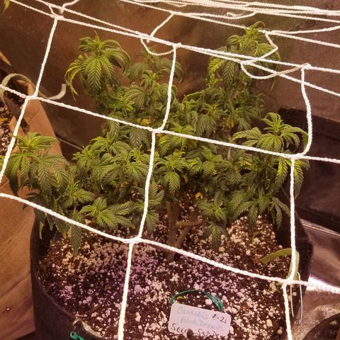 Aja growlog timeline photo