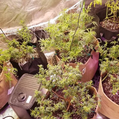 Aja growlog timeline photo