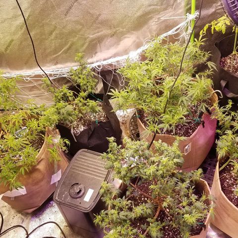 Aja growlog timeline photo