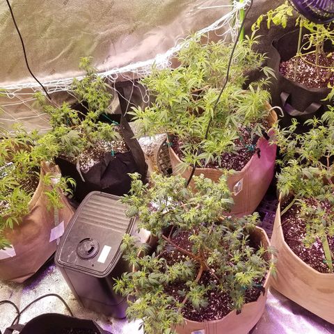 Aja growlog timeline photo