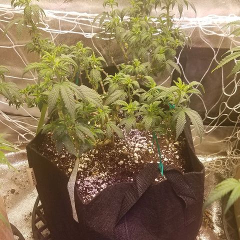 Aja growlog timeline photo