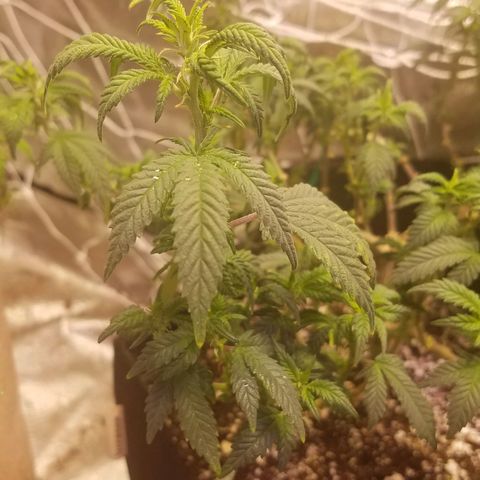 Aja growlog timeline photo