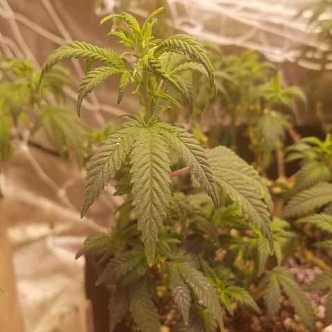 Aja growlog timeline photo