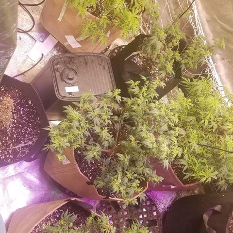 Aja growlog timeline photo